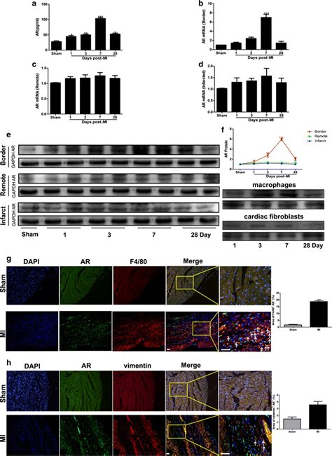 Ar Mrna And Protein Levels Were Changed At The Infarct Border Zone