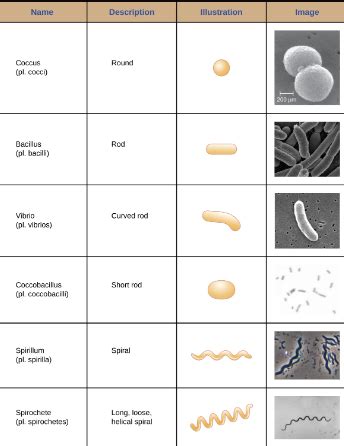 Microbiology Final Exam Flashcards Quizlet