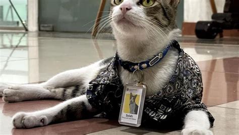 Gemoy Kucing Kucing Ini Jadi Pegawai Kementerian Hingga Kantor Pajak