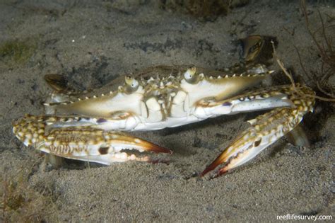 Portunus pelagicus - Blue swimmer crab | Reef Life Survey