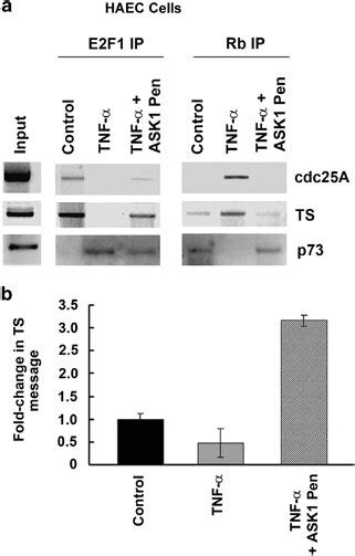 Differential Occupancy Of E2f1 And Rb On Proliferative Promoters Cdc25a