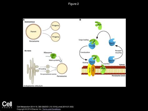 Peroxisomes A Nexus For Lipid Metabolism And Cellular Signaling Ppt