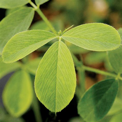 Alfalfa Facts Health Benefits And Nutritional Value