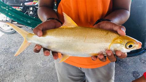 Golden Bangus Turned Over To Bfar Mnltodayph