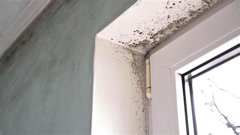 How Much Does Mold Remediation Cost In 2025 Forbes Home