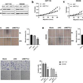 Overexpression Of Mettl Promoted Crc Cell Migration And Invasion In