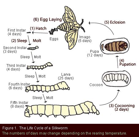 Bombyx mori life cycle - diypasa