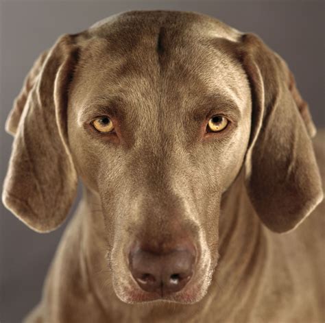 Dogs With Yellow Eyes The Smart Dog Guide