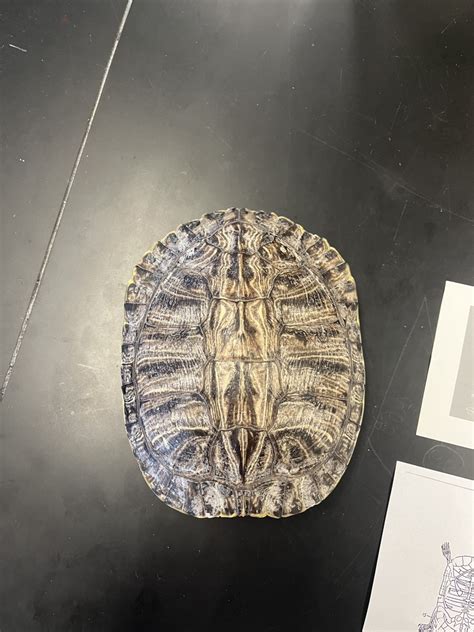 Turtle Carapace Diagram Quizlet