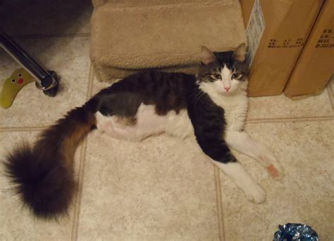 Anakin The Two Legged Cat 2013 04 28