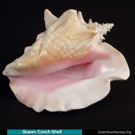 Top 10 Rarest Seashells Dutch Shark Society