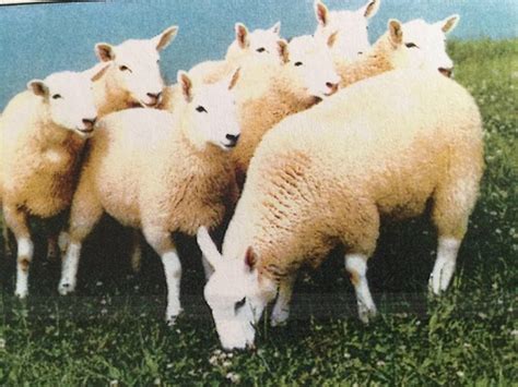 Sheep Breeds Flashcards Quizlet