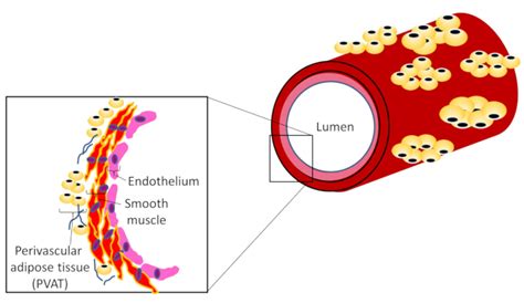 Assessment Of Vascular Tone Responsiveness Using Isolated Mesenteric