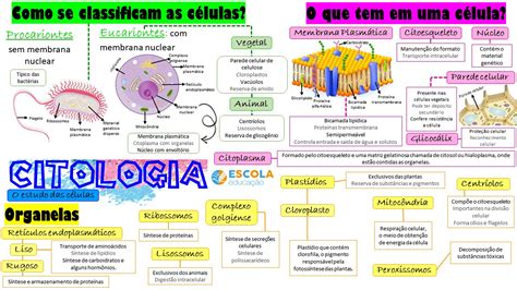 Mapa Mental Biologia Celular Fdplearn