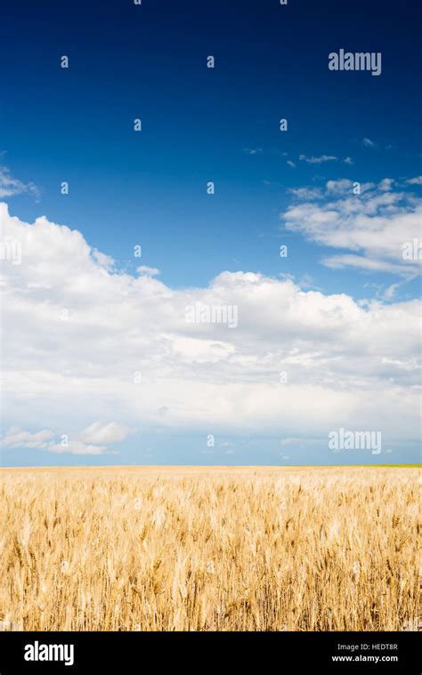 A Field Of Wheat In Rural Saskatchewan Canada Stock Photo Alamy