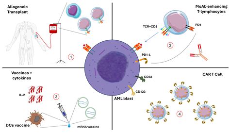 Cancers Free Full Text Immunotherapy With Monoclonal Antibodies For