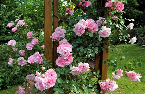 Quelques Conseils Pour D Corer Votre Jardin De Rosiers