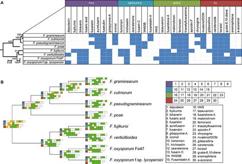 Frontiers Evolution And Diversity Of Biosynthetic Gene Clusters In