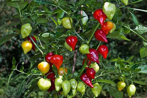 Capsicum chinense - Alchetron, The Free Social Encyclopedia