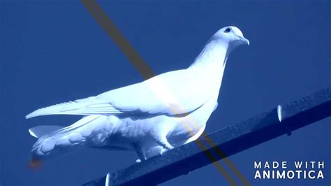 Pigeon Astrakhan Youtube