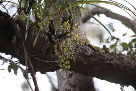 Snake Orchid In October By Martin Rady Inaturalist