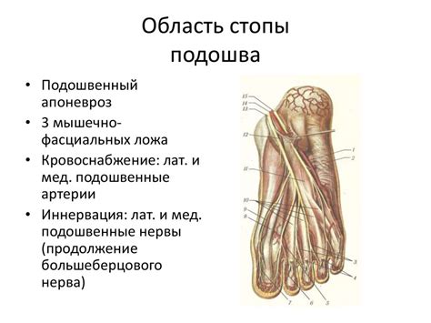 Фасцинальные ложа нижней конечности - презентация онлайн