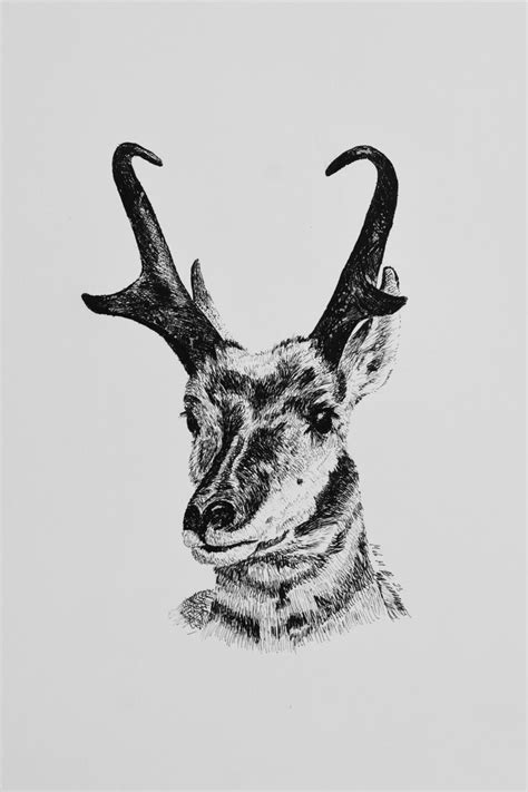 Pronghorn Antelope Art Print Etsy