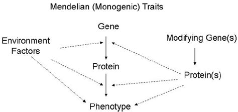 Mendelian Monogenic Traits Or Diseases Result Because A Single Gene Download Scientific