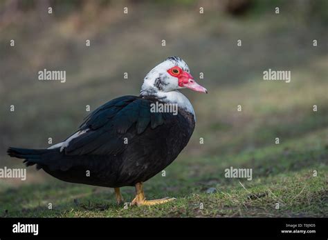 Male Muscovy Duck Hi Res Stock Photography And Images Alamy