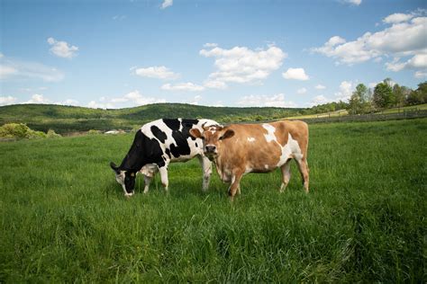 Happy Cow Appreciation Day Farm Sanctuary