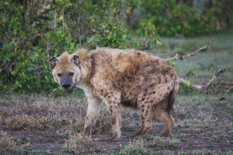 Notes From Kenya: MSU Hyena Research: Things Hyenas Survive