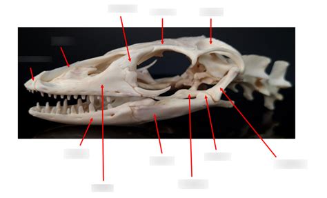 Lizard Skull Diagram Quizlet