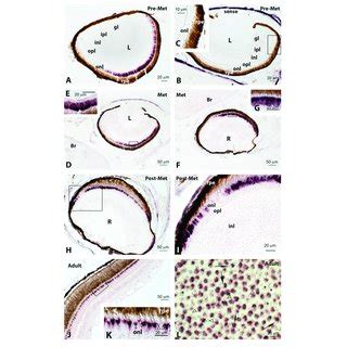 Localisation Of Green Cone Opsin Rh2 4 Expression In The Retina Of