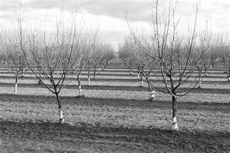 Premium Photo Farming And Tree Planting Concept Plantation Of Orchard