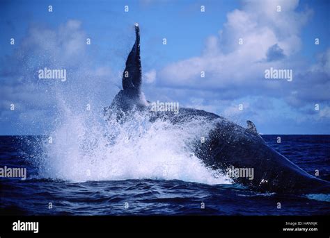 Whale Nation Hi Res Stock Photography And Images Alamy