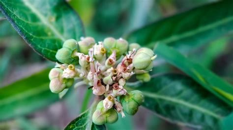 Euphorbia Heterophylla Es Una Planta Que Pertenece A La Familia