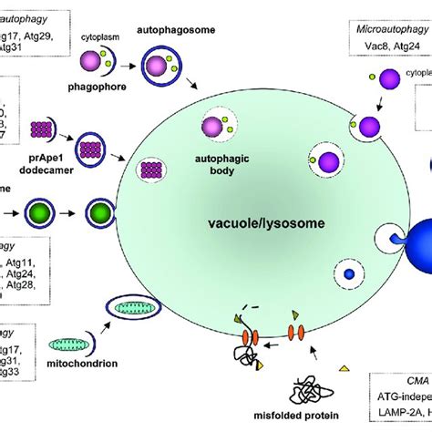 Schematic Overview Of Autophagy Related Processes The Main Steps Of