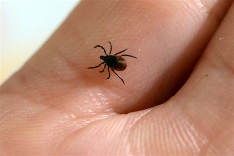 Climate Change Is Causing A Dangerous Uptick In Cases Of Lyme Disease