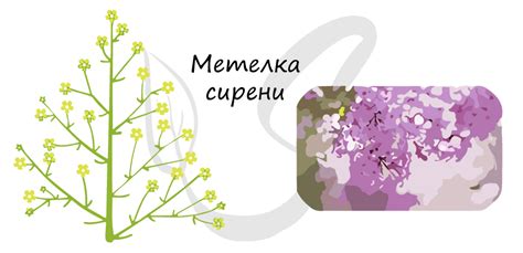 Цветок, подготовка к ЕГЭ по биологии