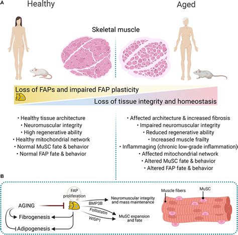 Frontiers Evolving Roles Of Muscle Resident Fibro Adipogenic