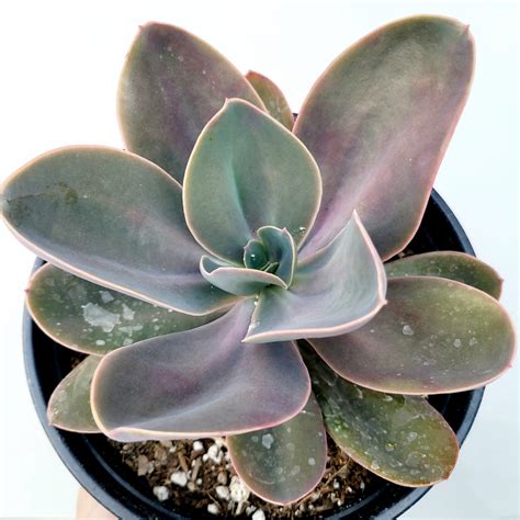 Echeveria Decora Succulents Depot