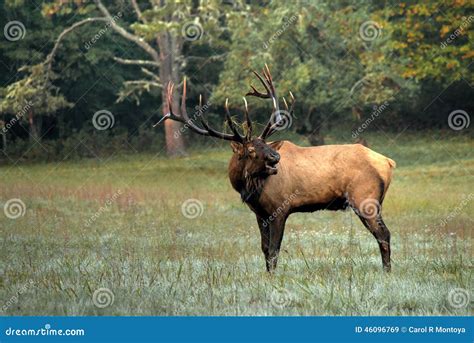 Great Smoky Mountains National Park Bull Elk Stock Image Image Of