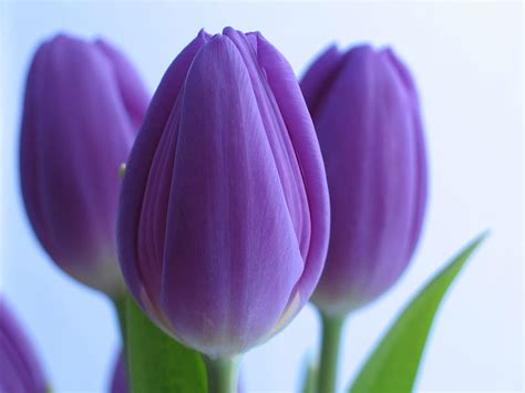 Purple Tulips Tulips Purple Flowers Petals Hd Wallpaper Peakpx