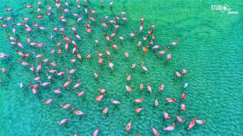 🔥 drone shot of flamingos in a salt pond in Anegada, British Virgin Islands. : r/NatureIsFuckingLit