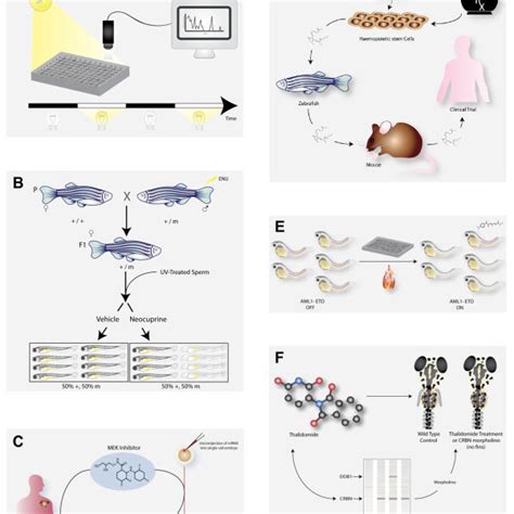 Phenotype Based Chemical Screening In Zebrafish Male And Female Pairs