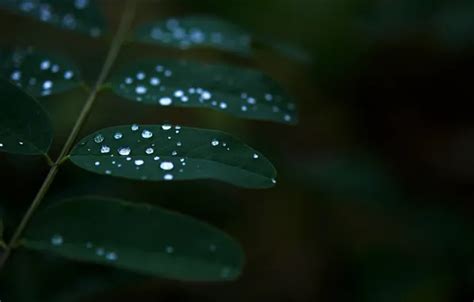 Wallpaper Greens Leaves Water Drops Macro Nature Green Rosa For