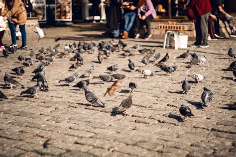 Vögel Tauben Vogelkunde Kostenloses Foto auf Pixabay Pixabay