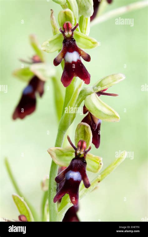Orchidee insectifera hi-res stock photography and images - Alamy