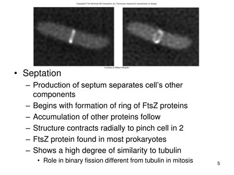 Ppt How Cells Divide Powerpoint Presentation Free Download Id 4322167