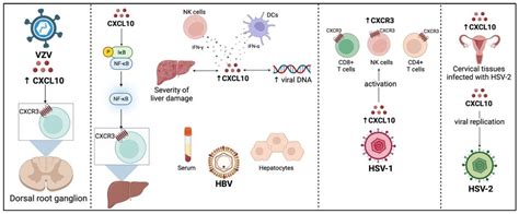 Viruses Free Full Text Cxcl10 Chemokine A Critical Player In Rna